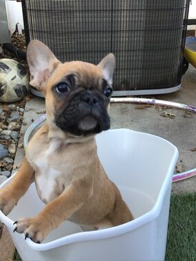 Meet your Posher, Emma